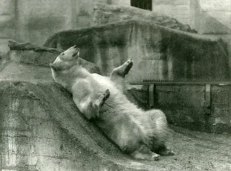 Polar Bear Sam reclining in his enclosure at the foot of the Mappin Terraces, London Zoo, 1923